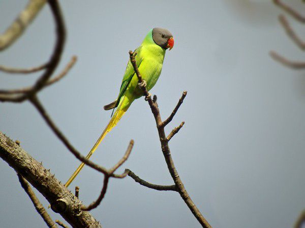 Vẹt đầu xám (Psittacula finschii)