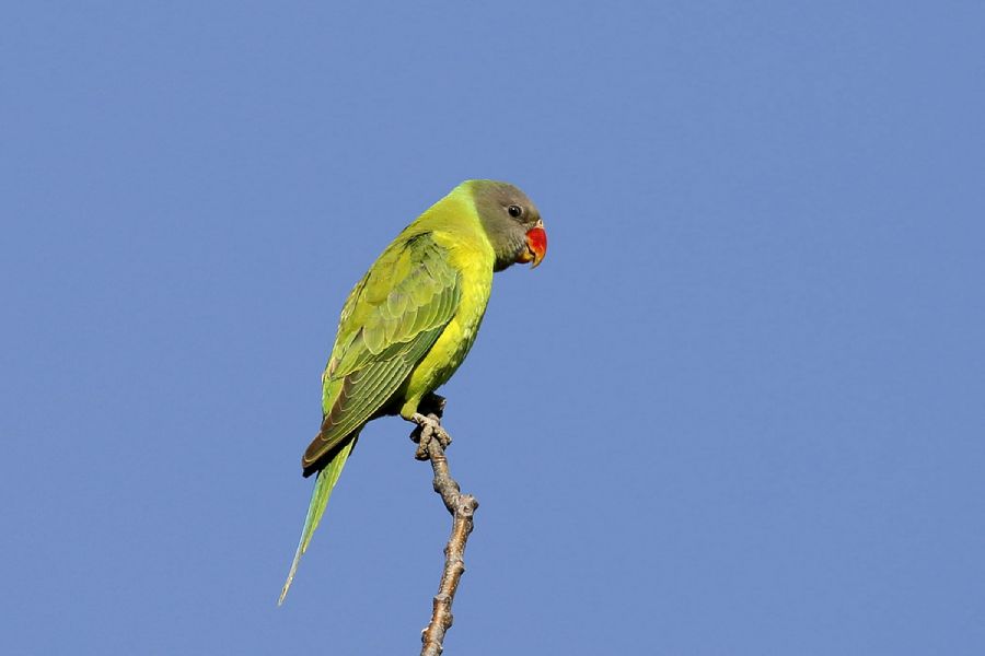 Vẹt đầu xám (Psittacula finschii)